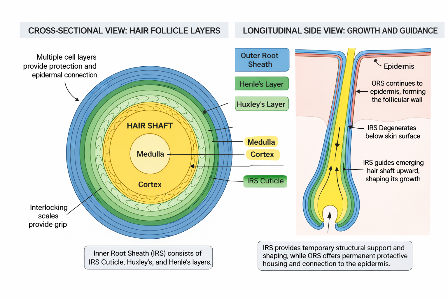 Inner Root Sheath (IRS)